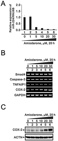 The effects of amiodarone on miR-224 and its target genes in HeLa cell.