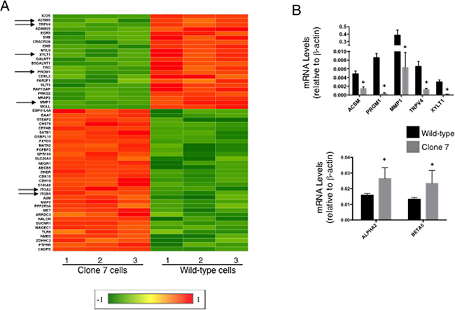 SELENOK deficiency alters transcriptional control of growth, migration and stemness.