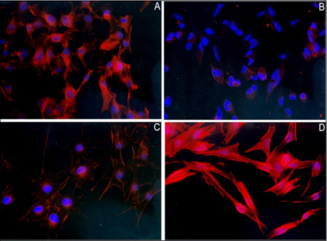 Effects of 7KCLDE on the formation of actin fibers in B16F10 melanoma cells.