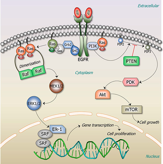 Ras signaling pathways.