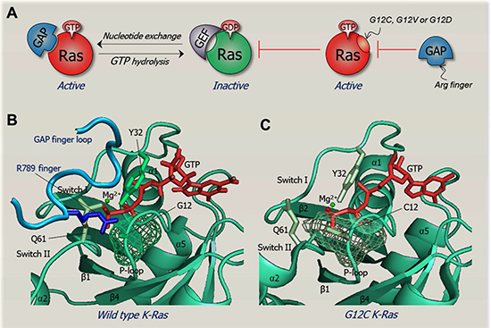 The structural basis of an oncogenic mutation.