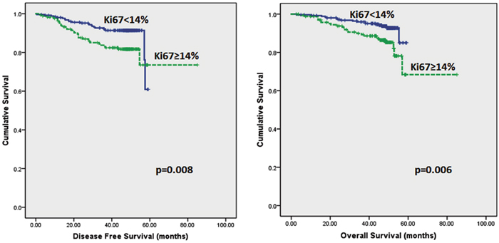 Kaplan-Meier disease free survival and overall survival curves of patients with tumours exhibiting Ki67&#x003C;14% and &#x2265;14% in all tumours.