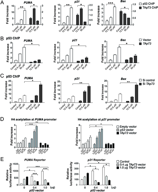 TAp73 inhibits p53 binding to its target gene promoters following excessive DNA damage.
