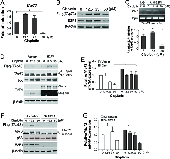 Downregulation of E2F1-mediated TAp73 transcription following extensive DNA damage.