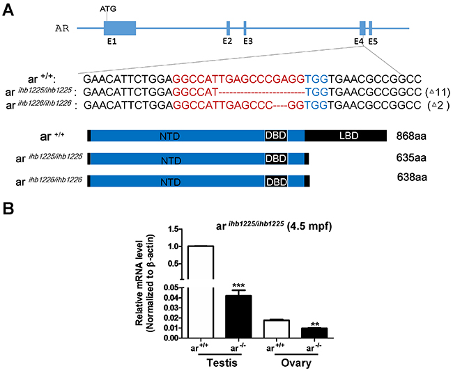 Generation of ar-null zebrafish via CRISPR/Cas9 technology.