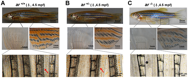 ar-null male zebrafish have female secondary sex characteristics.