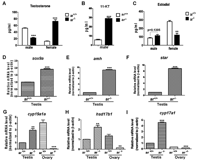 Serum sex hormone and gene expression of key steroidogenic enzymes in wildtype (ar+/+) and homozygous (ar-/-) (ar ihb1225/ihb1225) zebrafish at 5 months (serum hormone) or 4.5 mpf (gene expression).