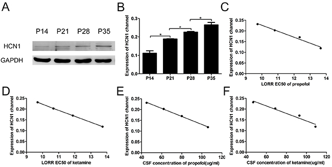 The LORR EC50 and CSF concentrations of propofol and ketamine correlated with the expression of the HCN1 channel in the cortex.