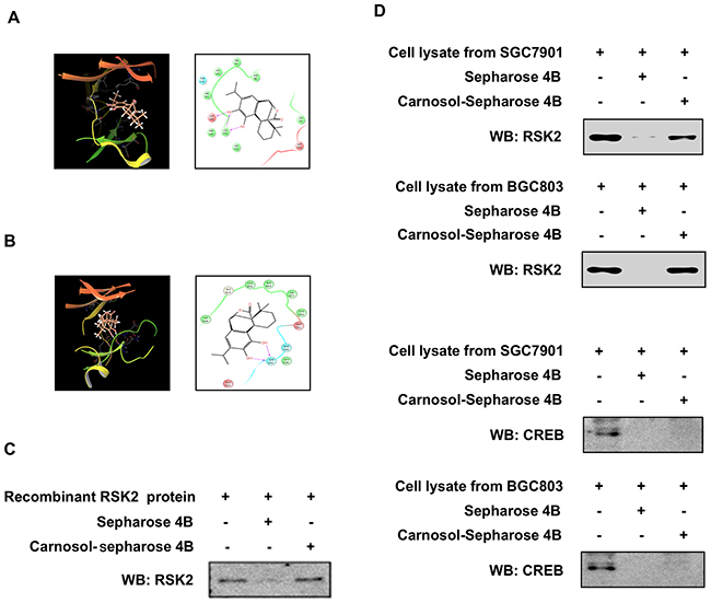 Carnosol directly binds to RSK2.