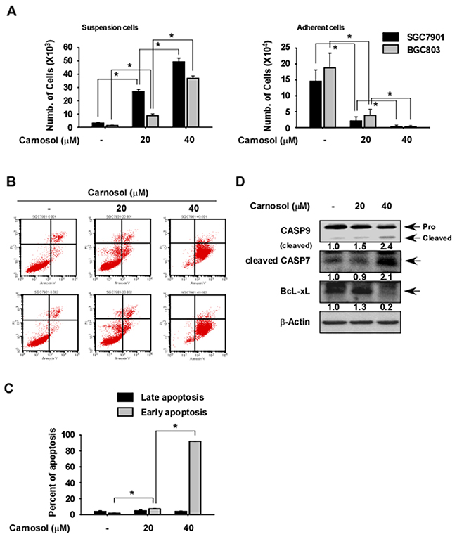 Effect of carnosol on gastric cancer cell apoptosis.