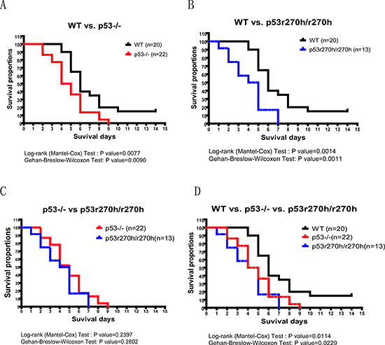 The mouse toxicity assay for p53 deficient and wildtype mice followed by Decitabine IP injections.