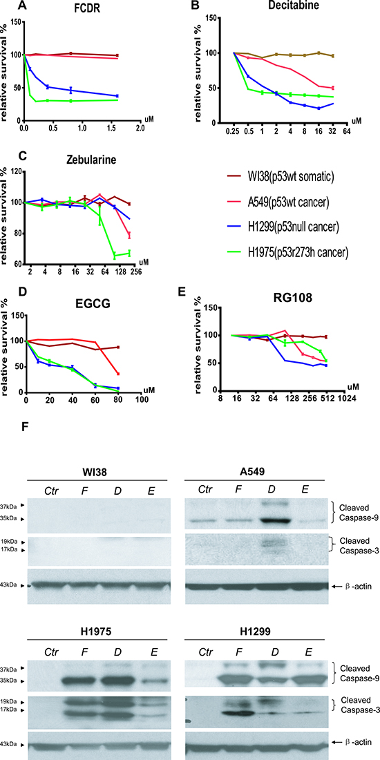 Relative cell survival plot by Guava viability assay of 5 DNMT inhibitors in human lung normal and cancer cells.