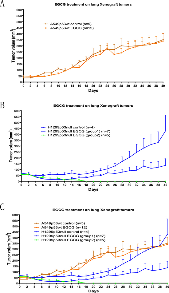 Xenografts tumor assay for EGCG affect on p53null and wildtype human lung caner cells.