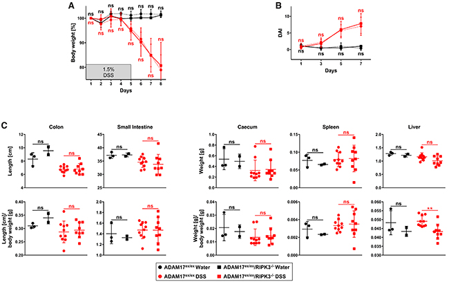 In ADAM17 hypomorphic mice, loss of RIPK3 does not ameliorate loss of body weight, disease activity index, and changes of inner organs caused by acute DSS-induced colitis.
