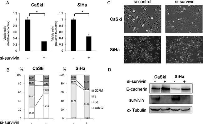 Effects of survivin suppression on viability, cell cycle, and E-cadherin expression in cervical cancer cell lines.