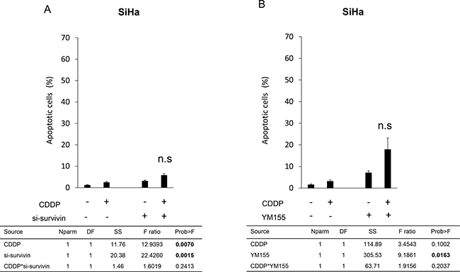 Effects of survivin suppression on CDDP-induced apoptosis in SiHa cells.