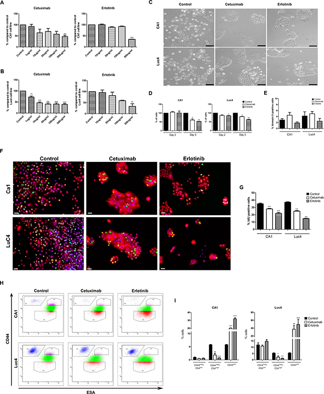 Effects of Cetuximab and Erlotinib on cell proliferation and apoptosis in HNSCC cell lines.