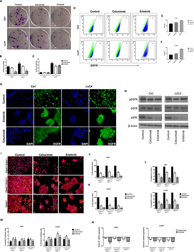 Cetuximab and Erlotinib decrease clonogenicity, proliferation rates and EGFR expression.