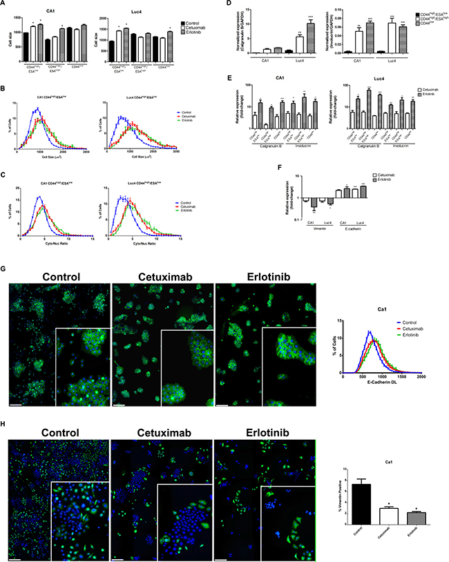 Cetuximab and Erlotinib induce cellular differentiation.