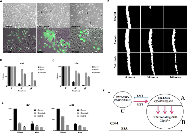 Changes in cell transitions, motility, and response to cisplatin induced by treatment.