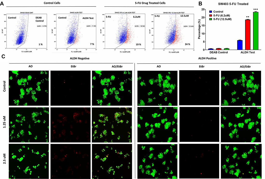 ALDH+ cells show enhanced resistance to 5-fluorouracil.
