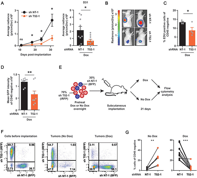 TRIM52 ablation reduces cancer cell proliferation and tumor formation in a U87MG xenograft model in vivo.