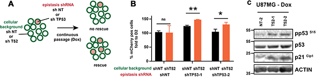 TP53 ablation rescues proliferation of TRIM52 knockdown cells.