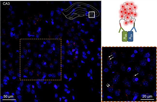 In situ proximity ligation assay in rat hippocampus.