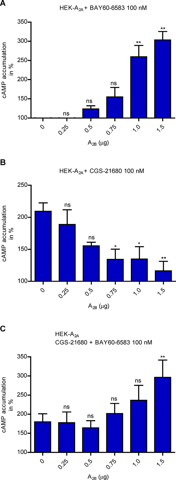 cAMP determination in cells coexpressing variable proportions of A2A and A2BARs.