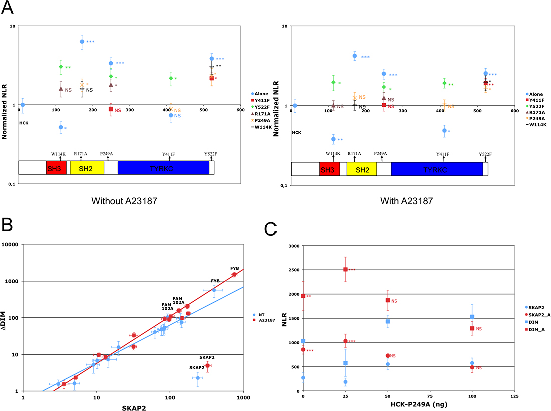 Impact of HCK mutations on SKAP2 interactions.