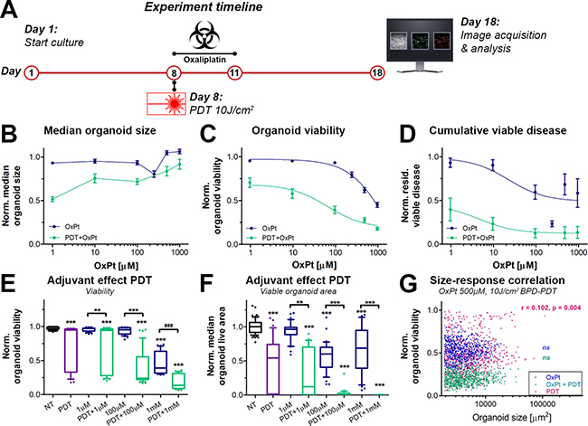 Effects of neoadjuvant PDT on prolonged OxPt dose response effects on AsPC-1 organoid cultures.