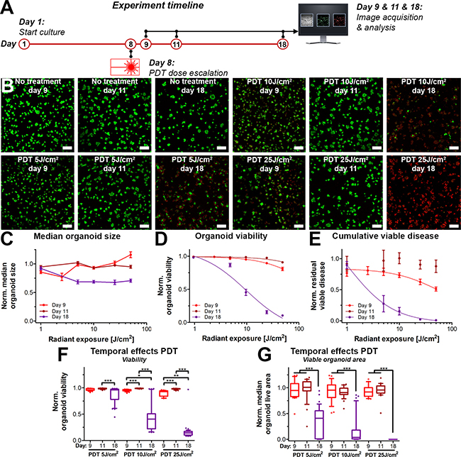 Temporal- and radiant exposure-dependent effects of PDT on AsPC-1 organoid cultures as determined on day 9 (red), day 11 (dark red) and day 18 (purple).
