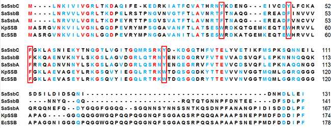 Multiple amino acid sequence alignment of SSB proteins.