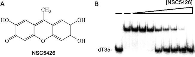 SaSsbA inhibitor NSC5426 inhibits SaSsbC.