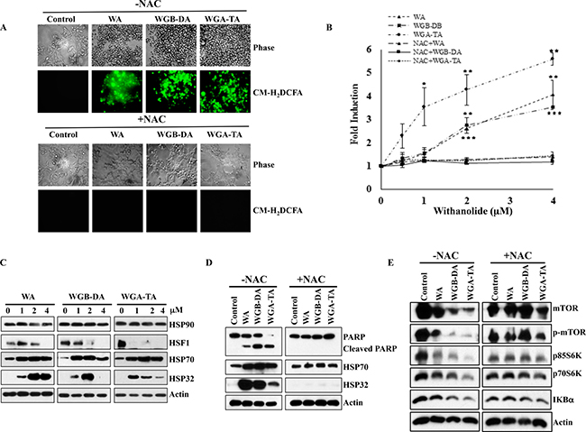 Withanolides induce cellular stress response in NB cells.