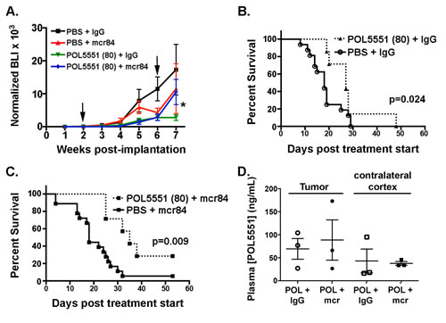 HD-POL5551 blocks brain tumor growth and increases survival