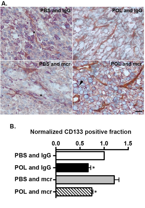 HD-POL5551 reduces the GBM stem cell fraction