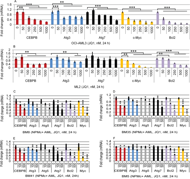 Effects of JQ1 on CEBP&#x03B2;, Atg3, Atg5, and Atg7 expression in cell lines and in primary AML cells.