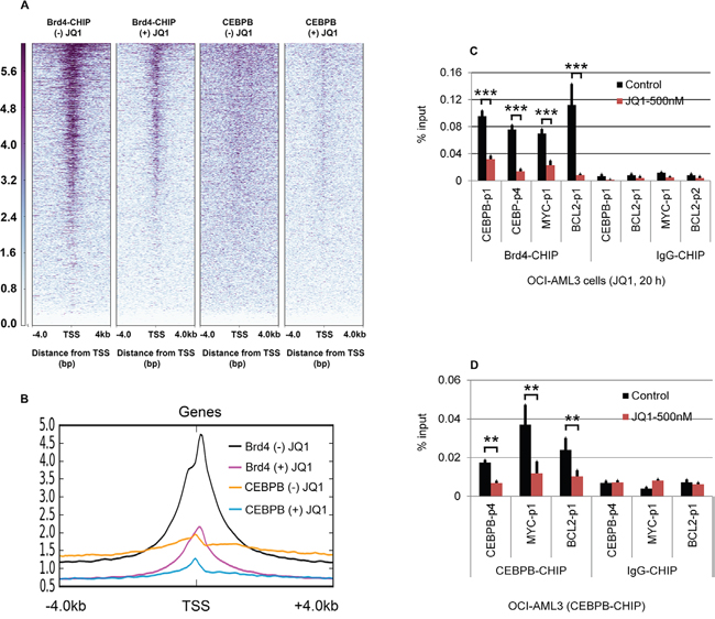 Effect of JQ1 on ChIP-seq density heat maps of Brd4 and CEBP&#x03B2; binding profiles.