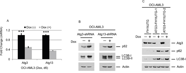 Effects of Atg3 and Atg13 depletion on the autophagy markers p62 and LC3B.