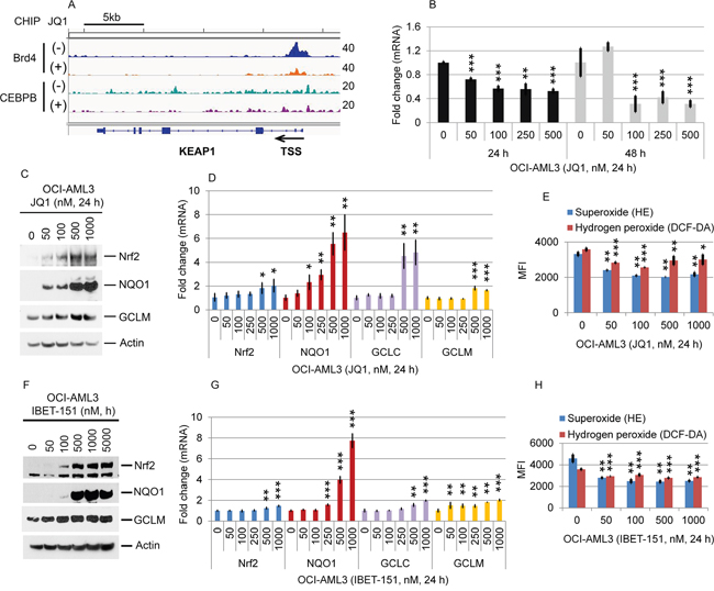 Effects of JQ1 on the Nrf2 antioxidant pathway.