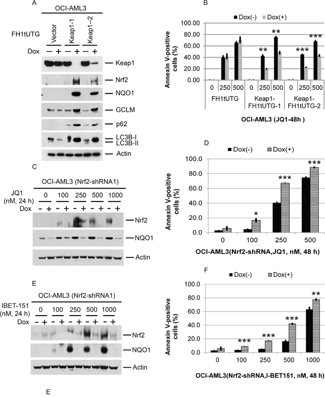 Effects of Keap1 depletion on p62 and LC3B; effects of Keap1 or Nrf2 depletion on Nrf2 NQO1, and apoptosis induced by Brd4 inhibition.