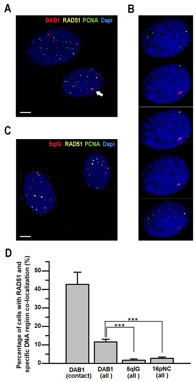 Co-localization of RAD51 with sites of contact between homologous chromosomes after induction of DSBs in G0/G1-phase cells.