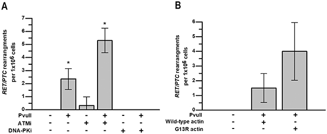 ATM activity and F-actin polymerization are required for chromosomal stability after induction of DSBs.