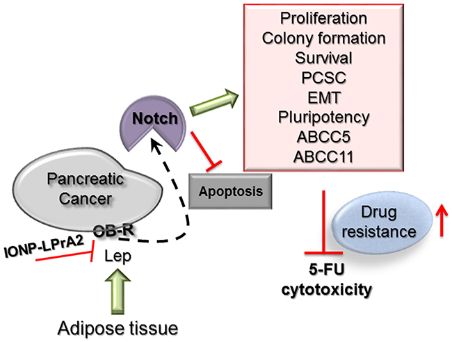 Leptin-Notch signaling axis negatively affects 5-FU cytotoxicity in PC tumorspheres.