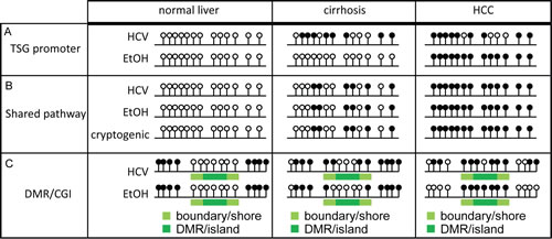 Schematic representation of DNA methylation changes during liver carcinogenesis.