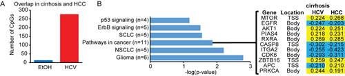 Conservation of cirrhosis-HCV DNA methylation changes in HCC.