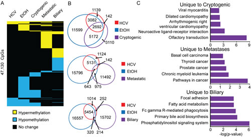 Diverse DNA methylation changes in liver-associated cancers.