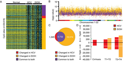 Ethanol exposure is the dominant epigenetic effector in late-stage liver disease.