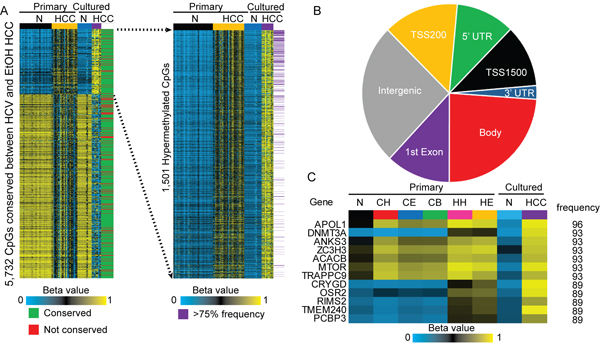 Conservation of hypermethylation and hypomethylation events between primary and cultured cells.